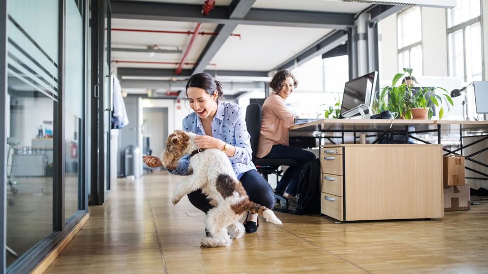 De voordelen van een hond op de werkvloer