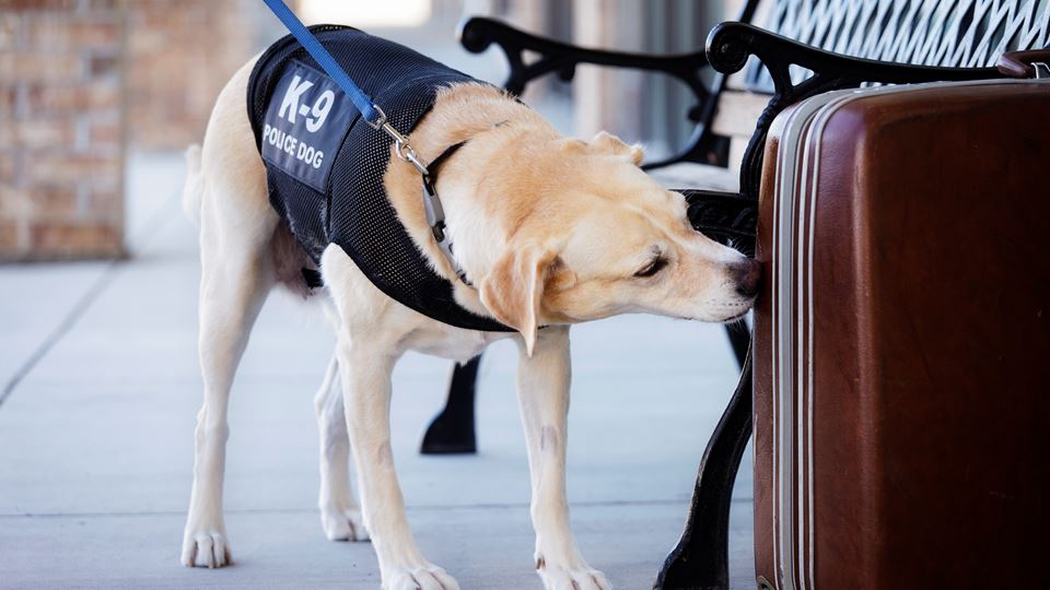 Honden op de werkvloer in de strijd tegen corona