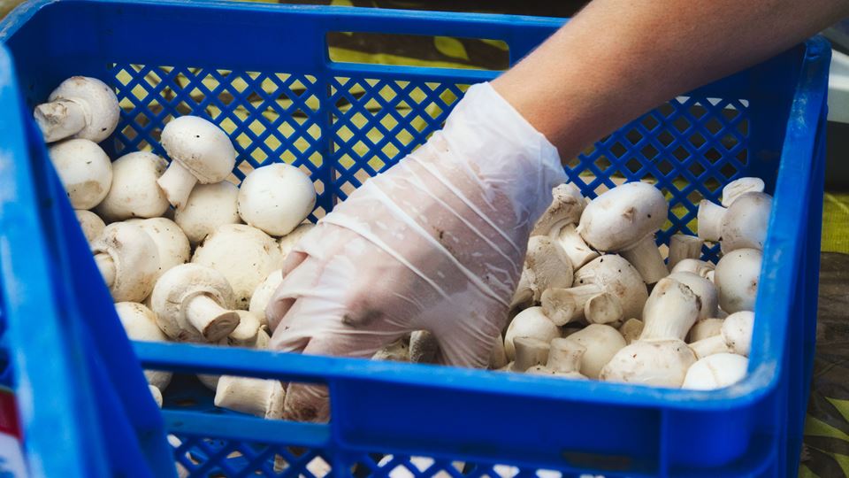 Arbeidsmigranten verliezen werk en woning door sluiting Limburgse champignonteler